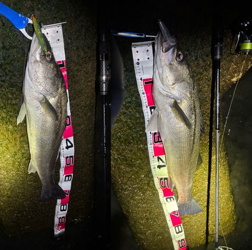 シーバスの釣果