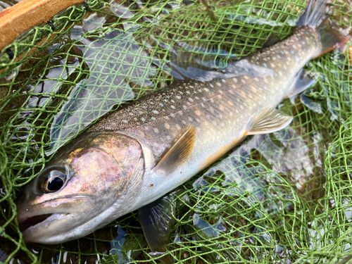 イワナの釣果