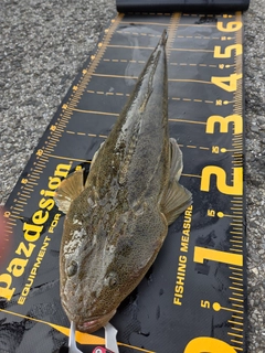 マゴチの釣果