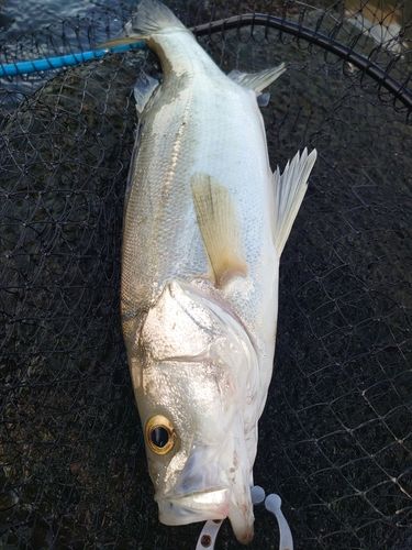 フッコ（マルスズキ）の釣果
