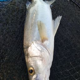 フッコ（マルスズキ）