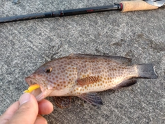 オオモンハタの釣果