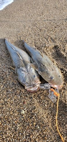 マゴチの釣果