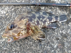 カサゴの釣果
