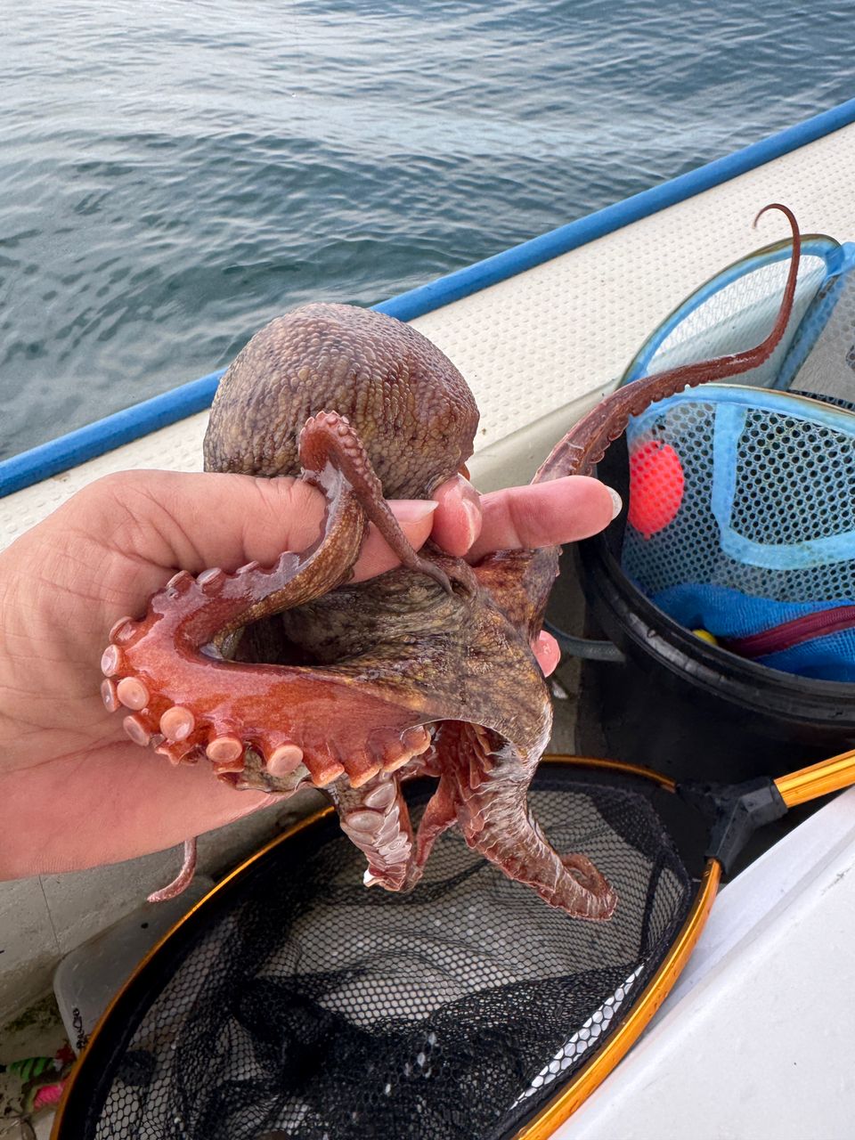 わんこわんさんの釣果 1枚目の画像