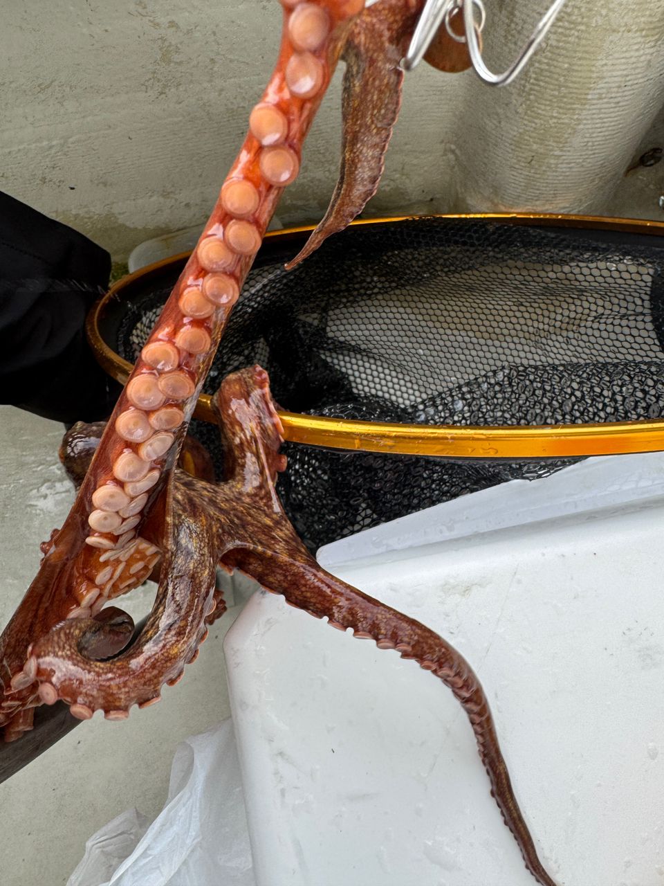 わんこわんさんの釣果 2枚目の画像