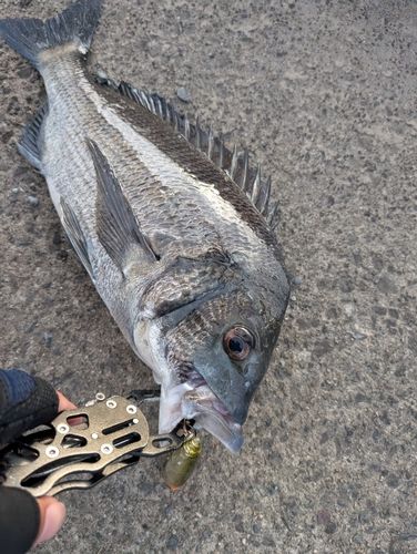 チヌの釣果