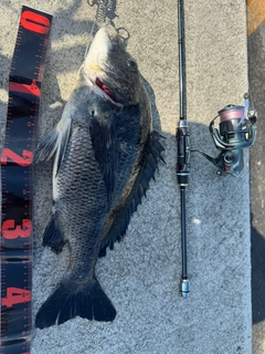 チヌの釣果