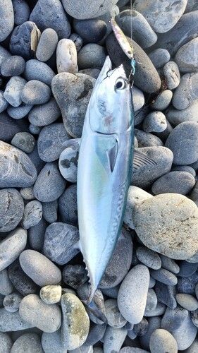 マルソウダの釣果