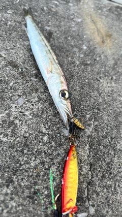 カマスの釣果