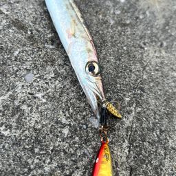 カマス