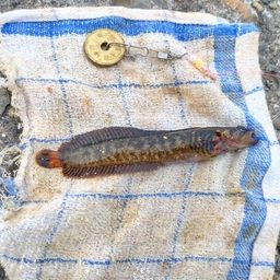 ダイナンギンポ