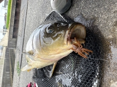 コイの釣果