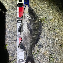 クロダイ