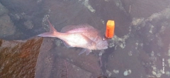 タイの釣果