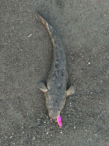 マゴチの釣果