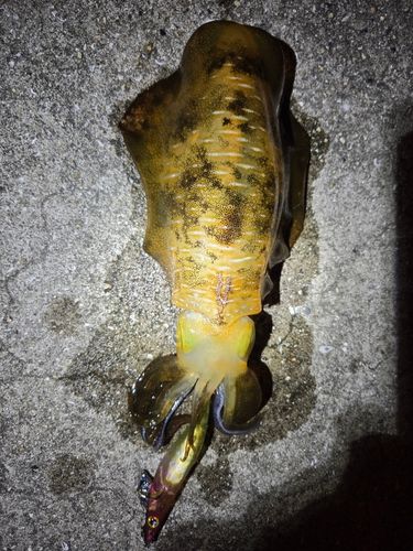アオリイカの釣果