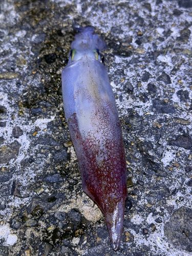 ケンサキイカの釣果