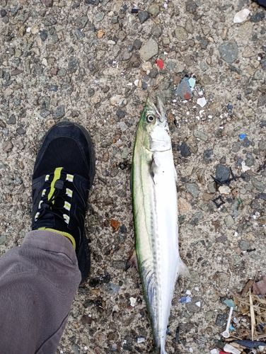 サゴシの釣果