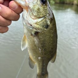 ラージマウスバス