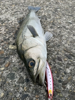 スズキの釣果