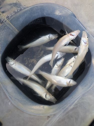 キスの釣果