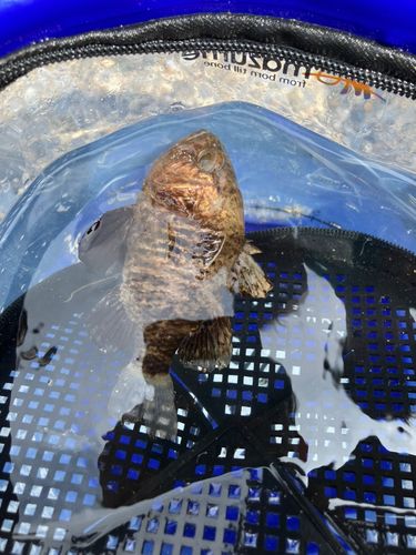 クロイシモチの釣果