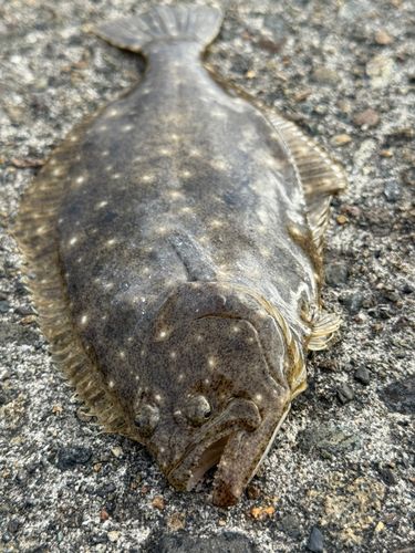 ヒラメの釣果