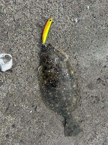 ソゲの釣果