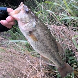 ラージマウスバス