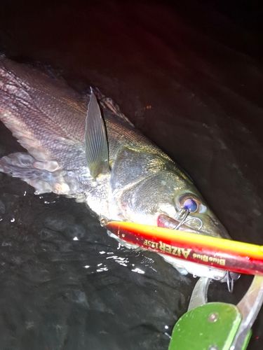 シーバスの釣果