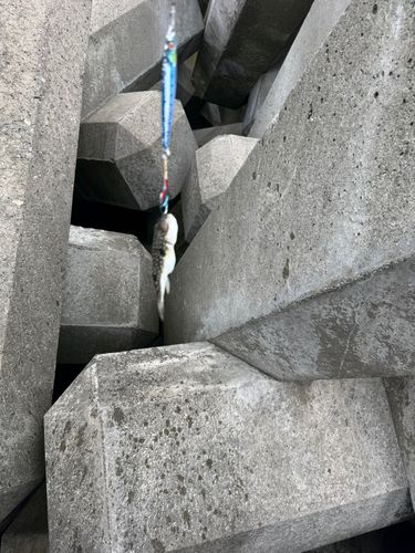 マフグの釣果