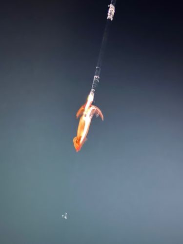 ムギイカの釣果