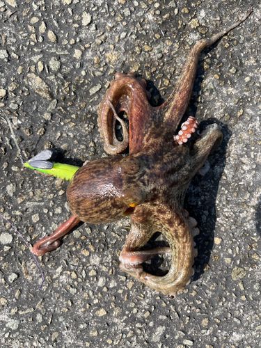 タコの釣果