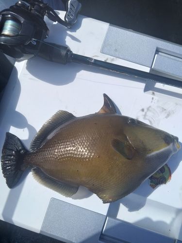 釣果
