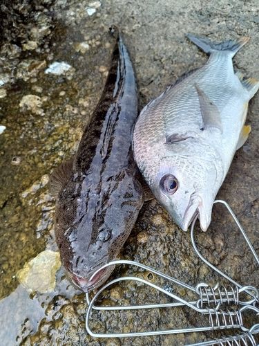 チヌの釣果