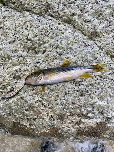 アブラハヤの釣果