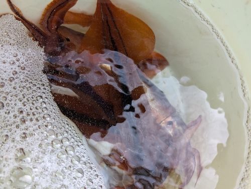 スルメイカの釣果