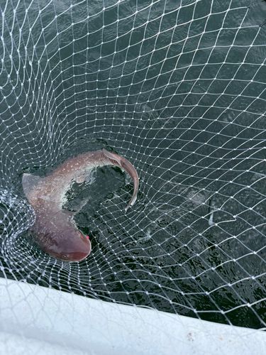 アマダイの釣果