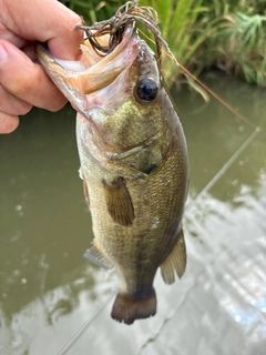 ラージマウスバスの釣果