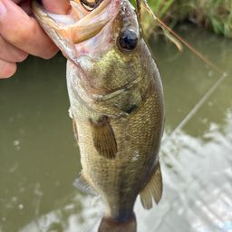 ラージマウスバス