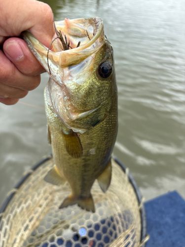 ラージマウスバスの釣果