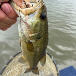 ラージマウスバス