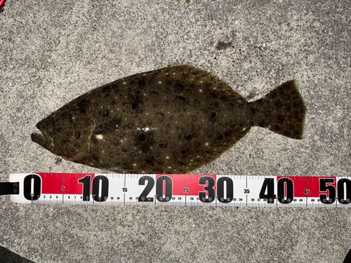 ヒラメの釣果