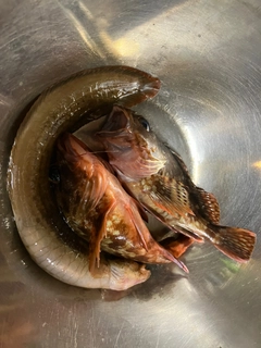 ダイナンギンポの釣果