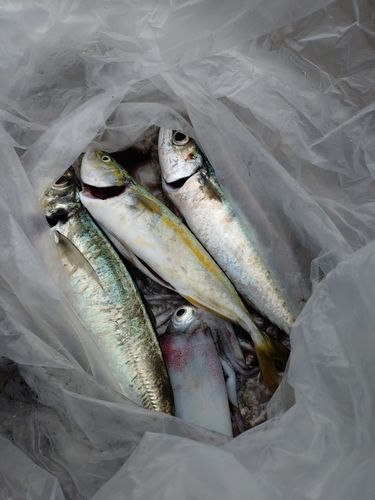 ワカシの釣果