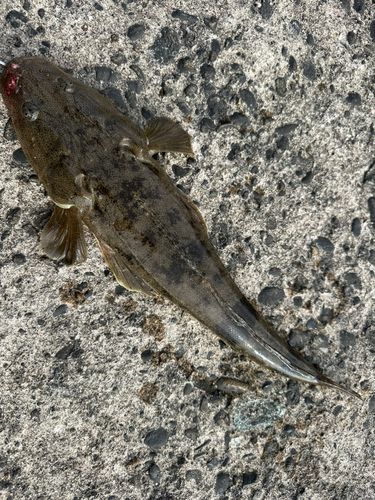 マゴチの釣果