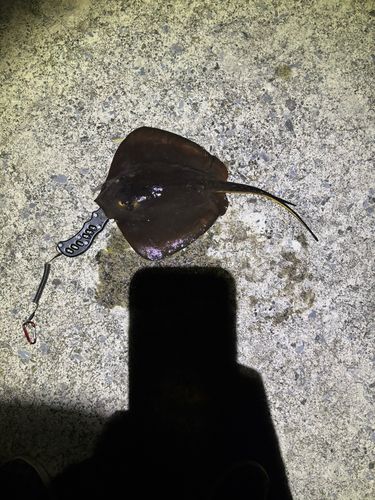 エイの釣果