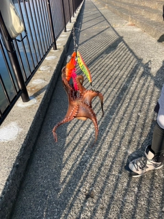 タコの釣果
