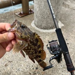 カサゴ